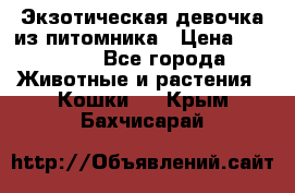 Экзотическая девочка из питомника › Цена ­ 25 000 - Все города Животные и растения » Кошки   . Крым,Бахчисарай